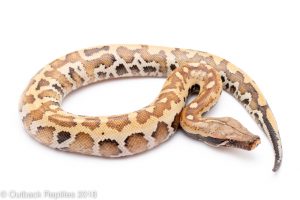 matrix blood python for sale