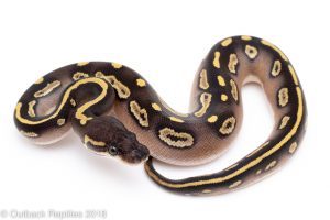 mojave blackhead ball python for sale