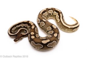 mojave calico ball python for sale