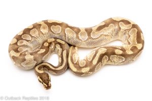 mojave enchi ball python for sale