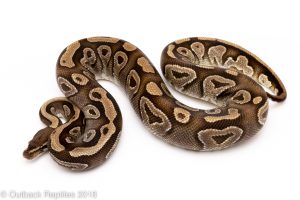 mojave ball python for sale