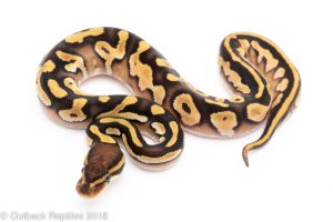 ball python for sale