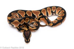 orange dream ball python for sale