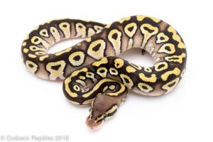 pastave ball python for sale