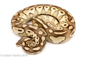 pastel butter ball python for sale