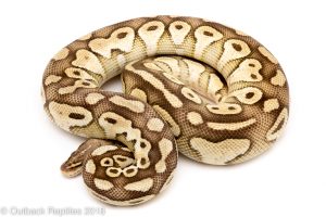 pastel butter ball python for sale