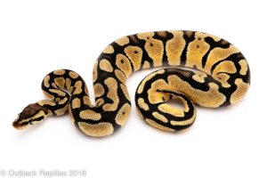 pastel ball python for sale