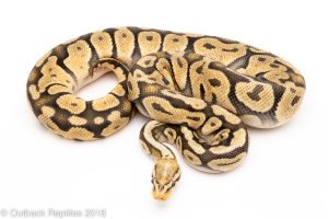 pastel ghost ball python for sale