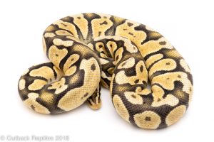 pastel ghost ball python for sale