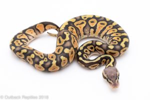 pastel ghost ball python for sale