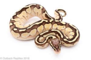 pastel lesser ball python for sale