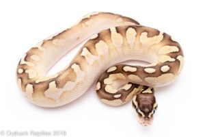 pastel lesser calico ball python for sale
