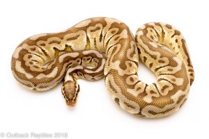 pastel lesser woma ball python for sale