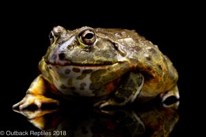 african pixie frog