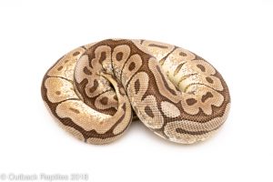 spider mojave ball python for sale