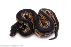 super blackhead ball python for sale