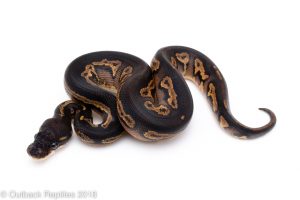 super blackhead ball python for sale