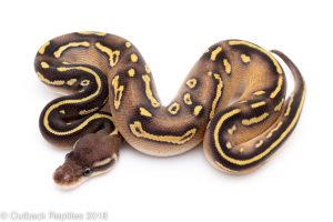blackhead ball pythons for sale