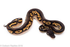 super blackhead ball python for sale
