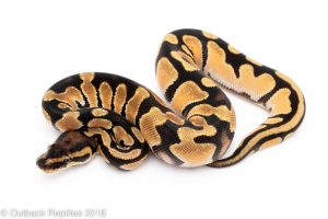 super orange dream ball python for sale