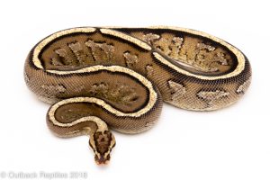 super stripe ball python for sale