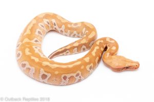 t positive albino blood python