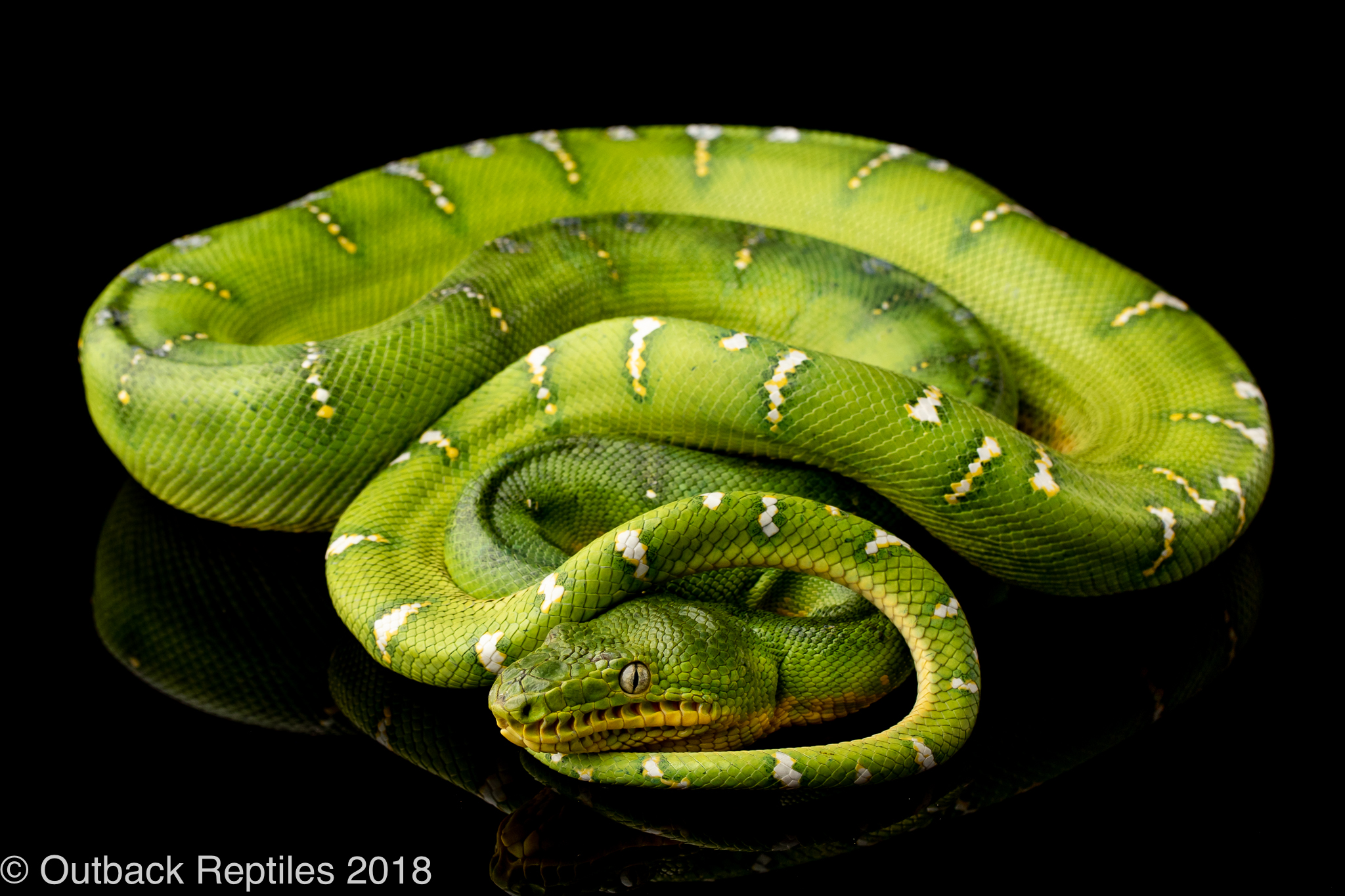 Female Emerald tree boa | Outback Reptiles