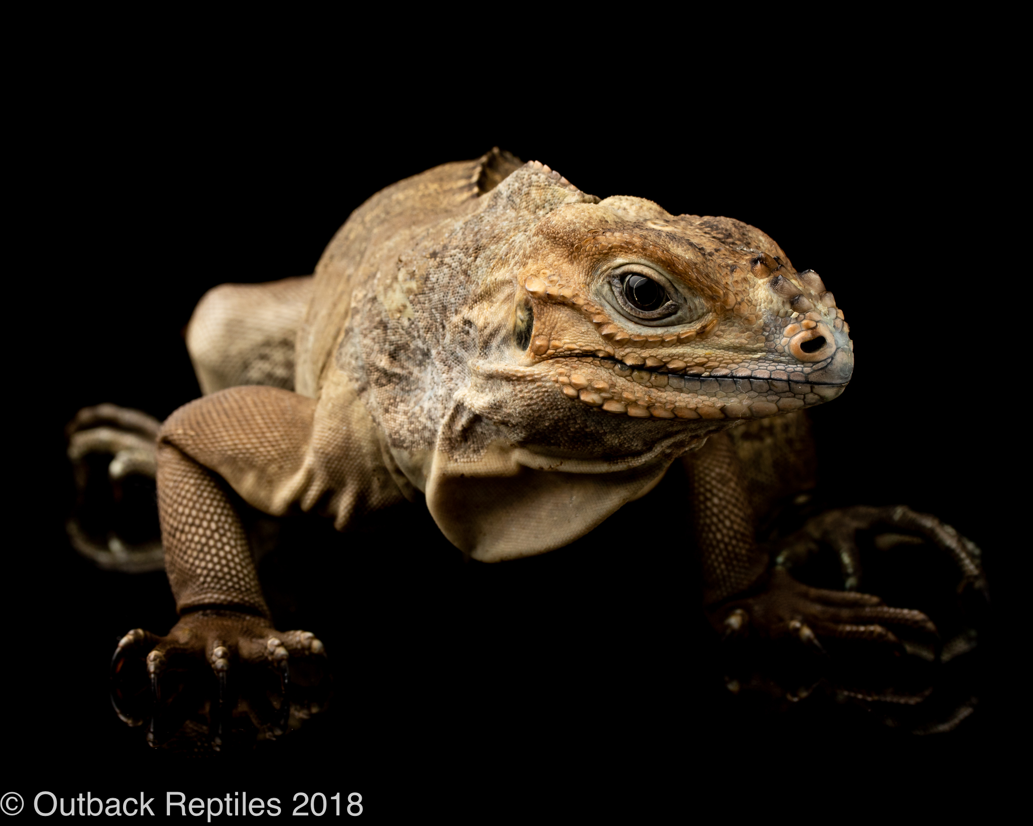 Rhino Iguana2 Outback Reptiles