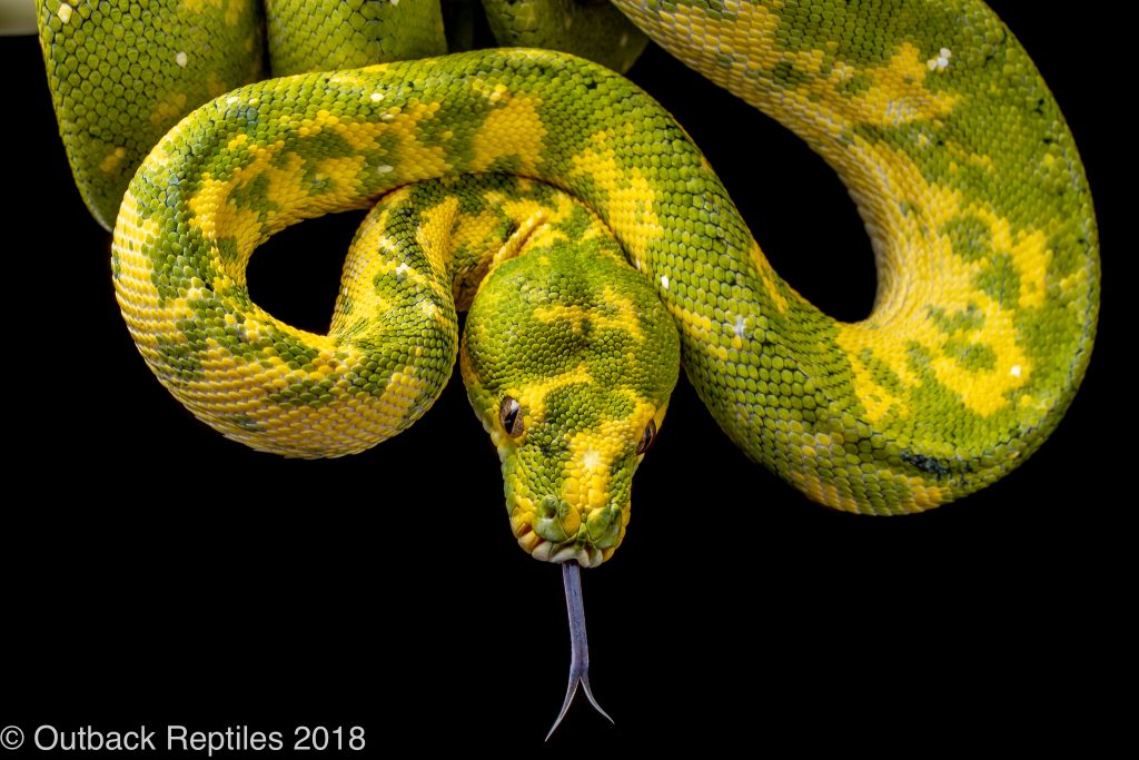 adult biak green tree python for sale