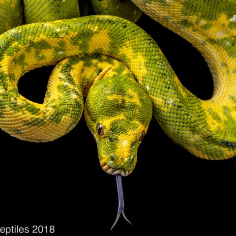 adult biak green tree python for sale