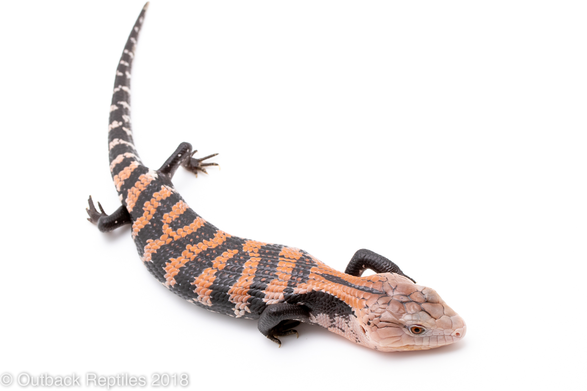 blue tongue baby halmahera-2 | Outback Reptiles