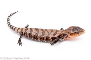 kei island blue tongue skink for sale