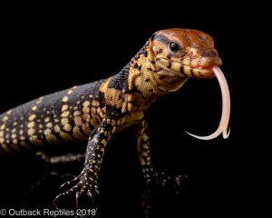 baby dumerils monitor