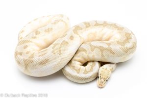 Enchi Killer Queen ball python for sale