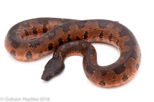 red viper boa for sale