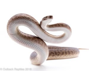 spotted python for sale