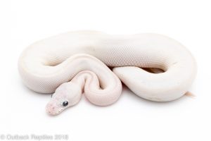 super russo white diamond blue eyed lucy ball python for sale