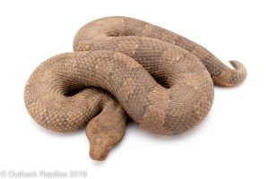 viper boa for sale