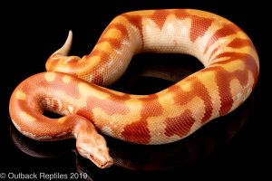 albino blood python for sale