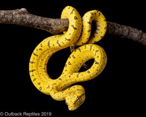 baby Aru green tree python