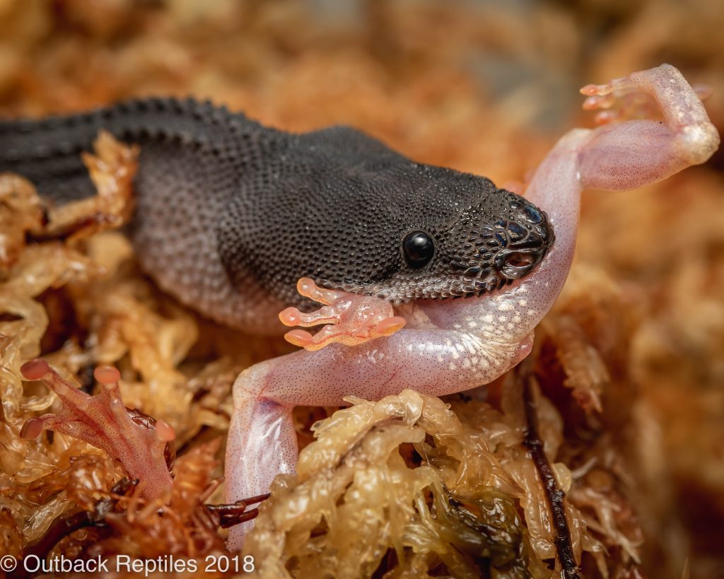 Dragon Snake (xenodermus javanicus)