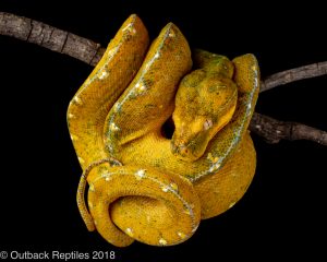 Jayapura green tree python