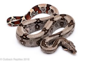 striped guyana redtail boa for sale