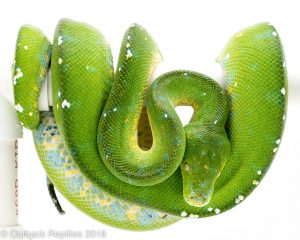 aru green tree python for sale