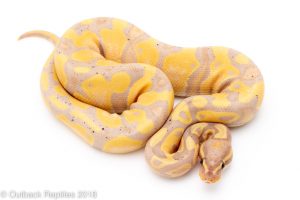 banana het pied ball python for sale