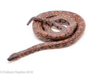 brazilian rainbow boa for sale