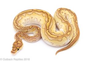 butter clown ball python for sale