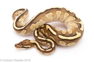 butter fire ball python for sale