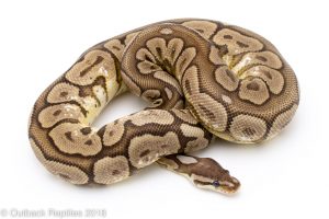 cinnamon het red spider kraken ball python for sale