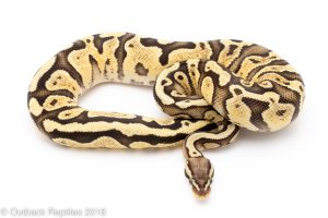 firefly het pied ball python for sale